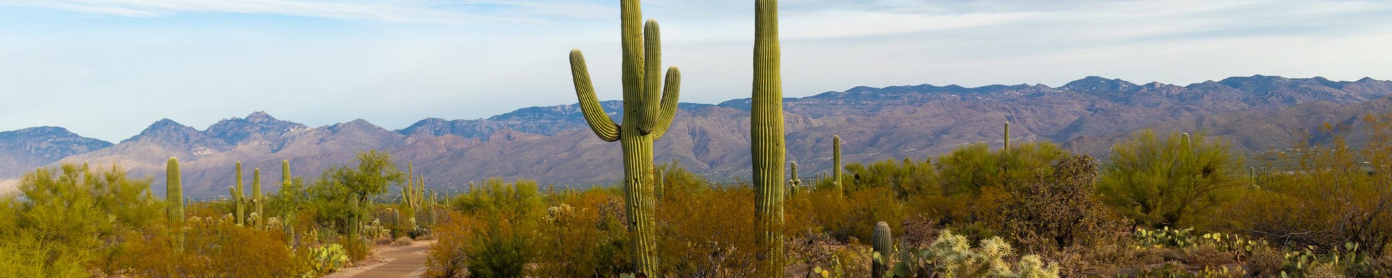 Arizona saguaro