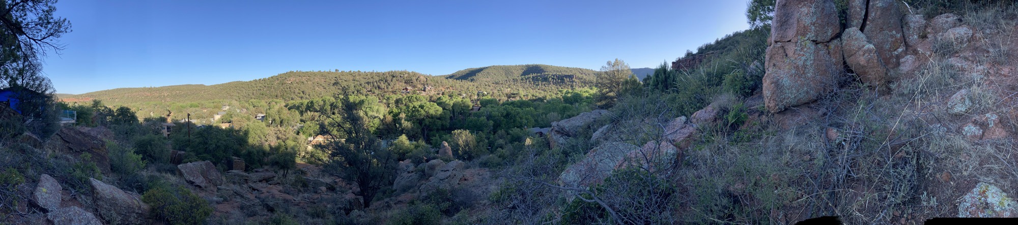 Arizona forest